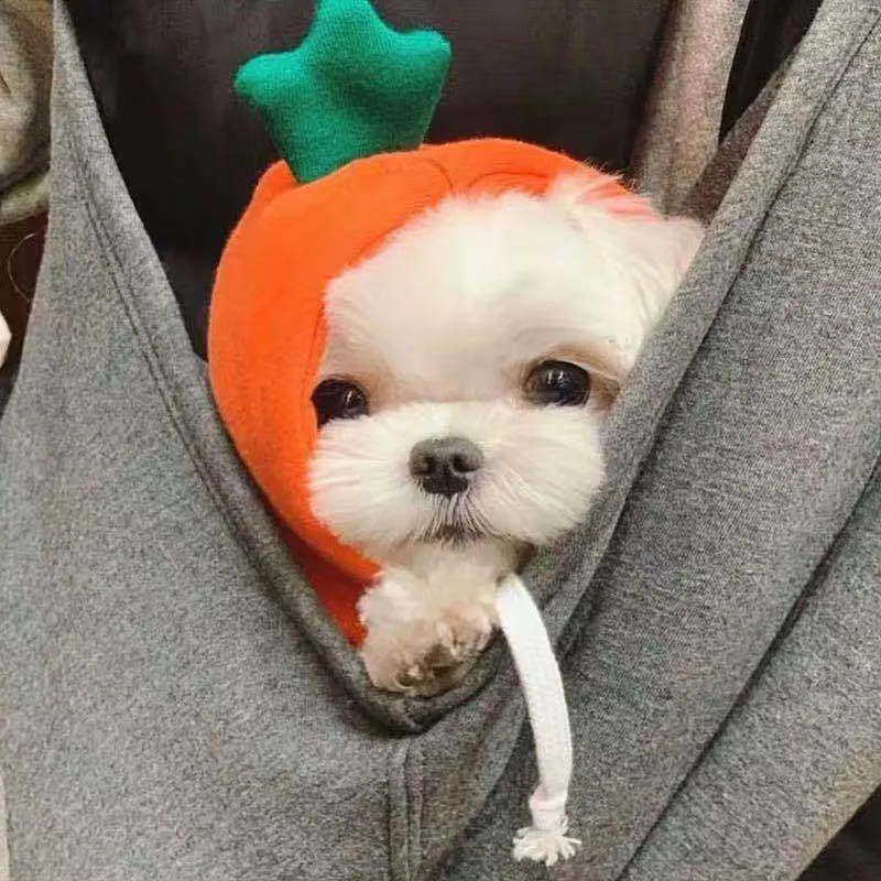 Puppy Dog Hoodie Sports Cat Clothes