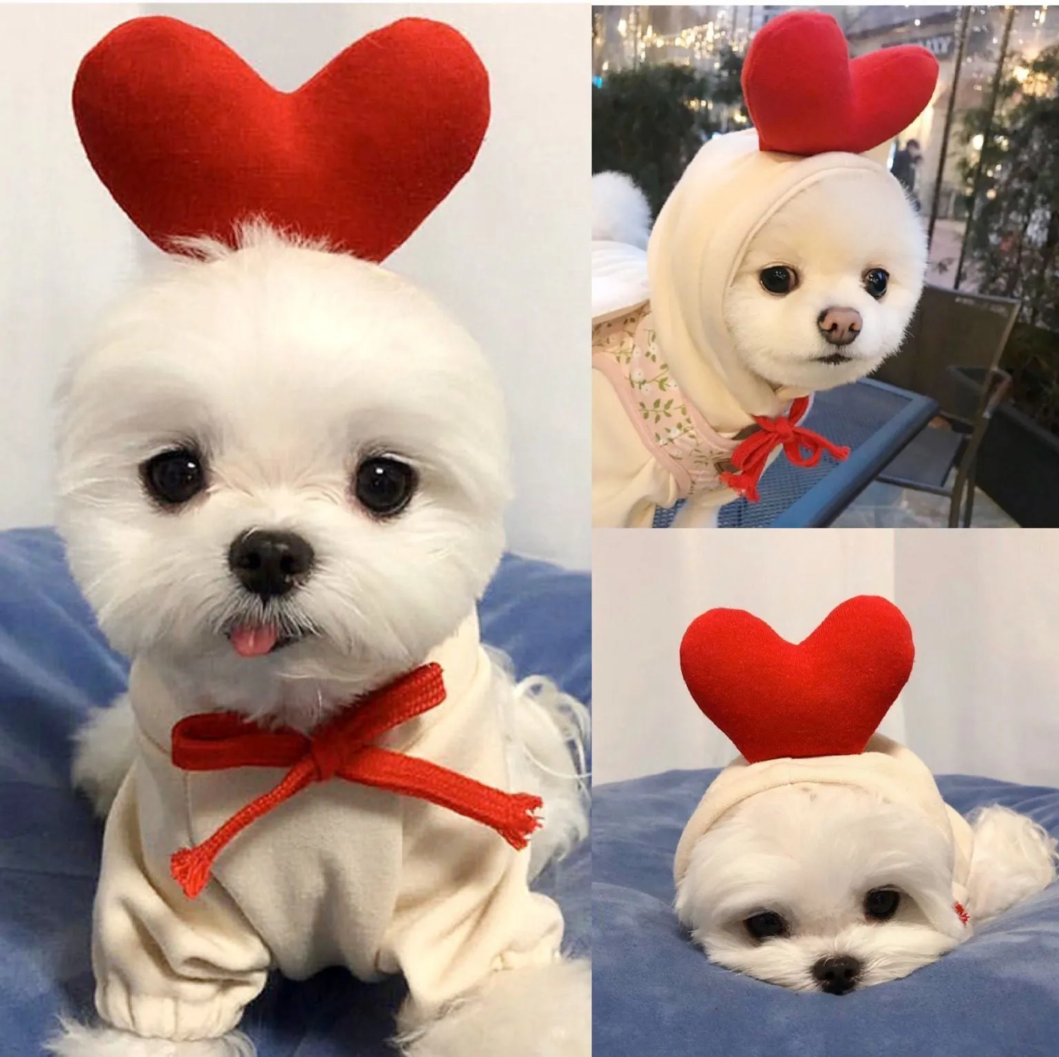 Puppy Dog Hoodie Sports Cat Clothes