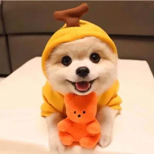 Puppy Dog Hoodie Sports Cat Clothes