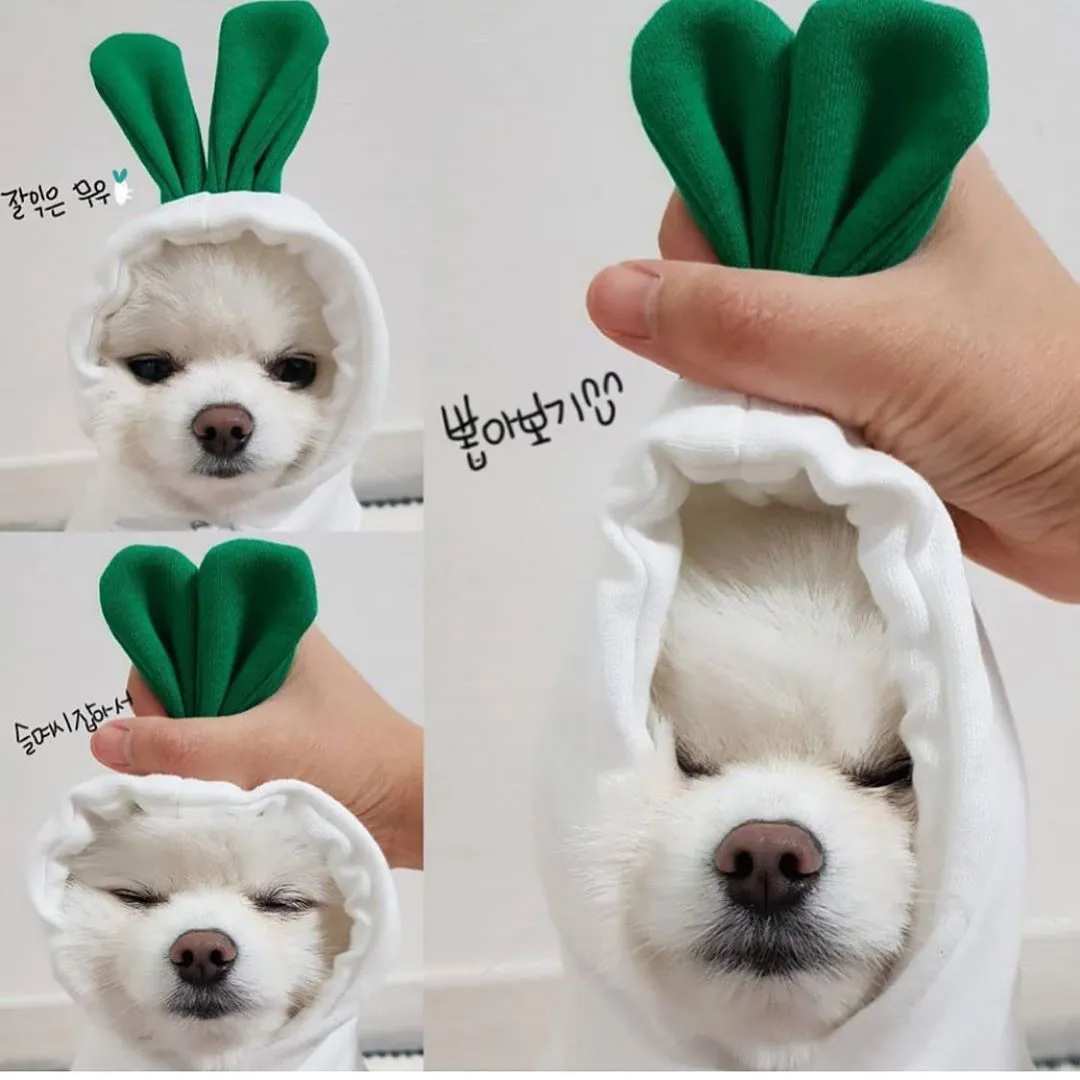 Puppy Dog Hoodie Sports Cat Clothes